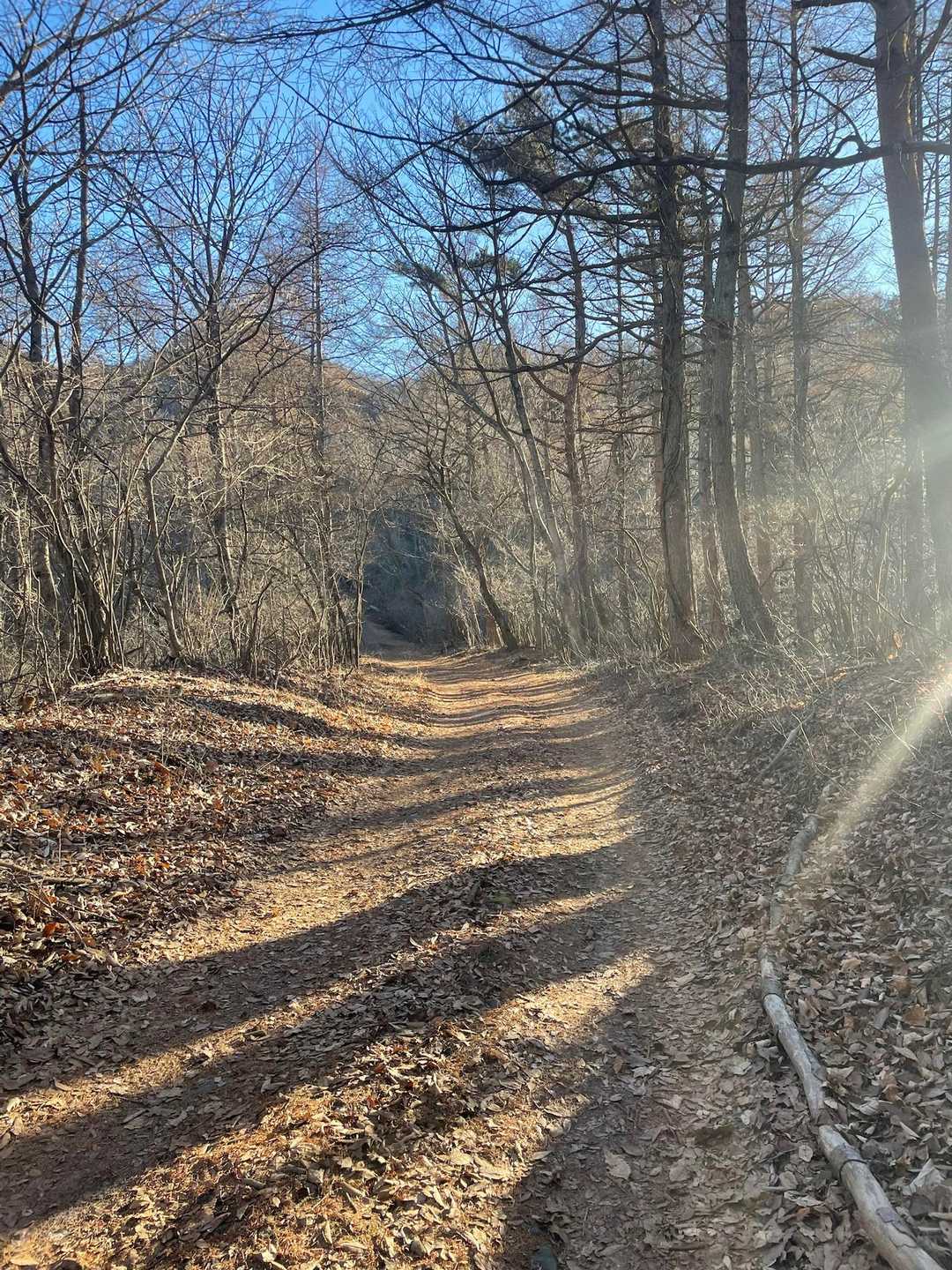 登山道はおだやかで気持ちいい
