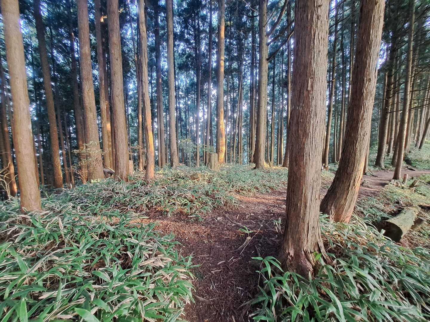 文殊尾根にでた⤴