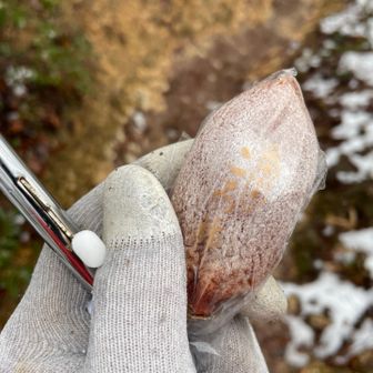 にしのきさんとひさはんさんにお会いして新年のご挨拶とお話🤗
能登の干柿をいただきました🙏