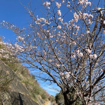 鉢伏山登り口。
気になる桜を見に。