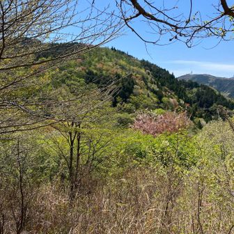堂平山　大霧山が木の間から👀
