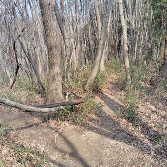 左折が駐車場、直進して権田山へ