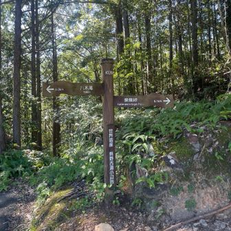 熊野側の峠への入り口