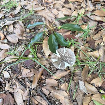 山頂にいた子🍄
