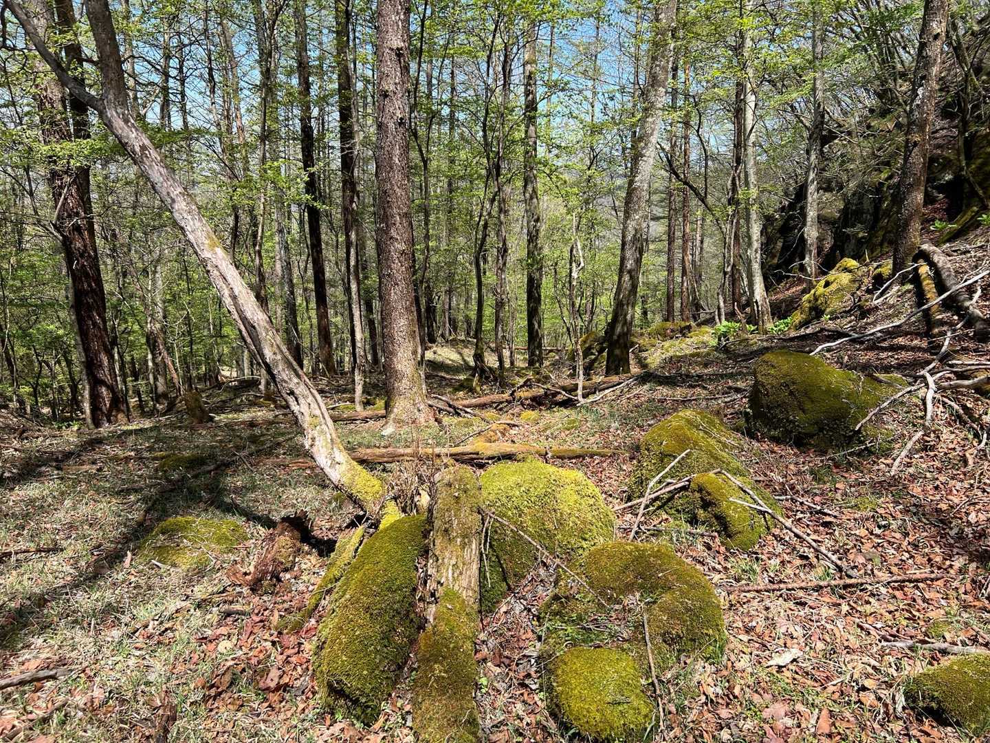 荒船不動登山口-星尾峠-御岳山-兜岩山 周回コースの写真