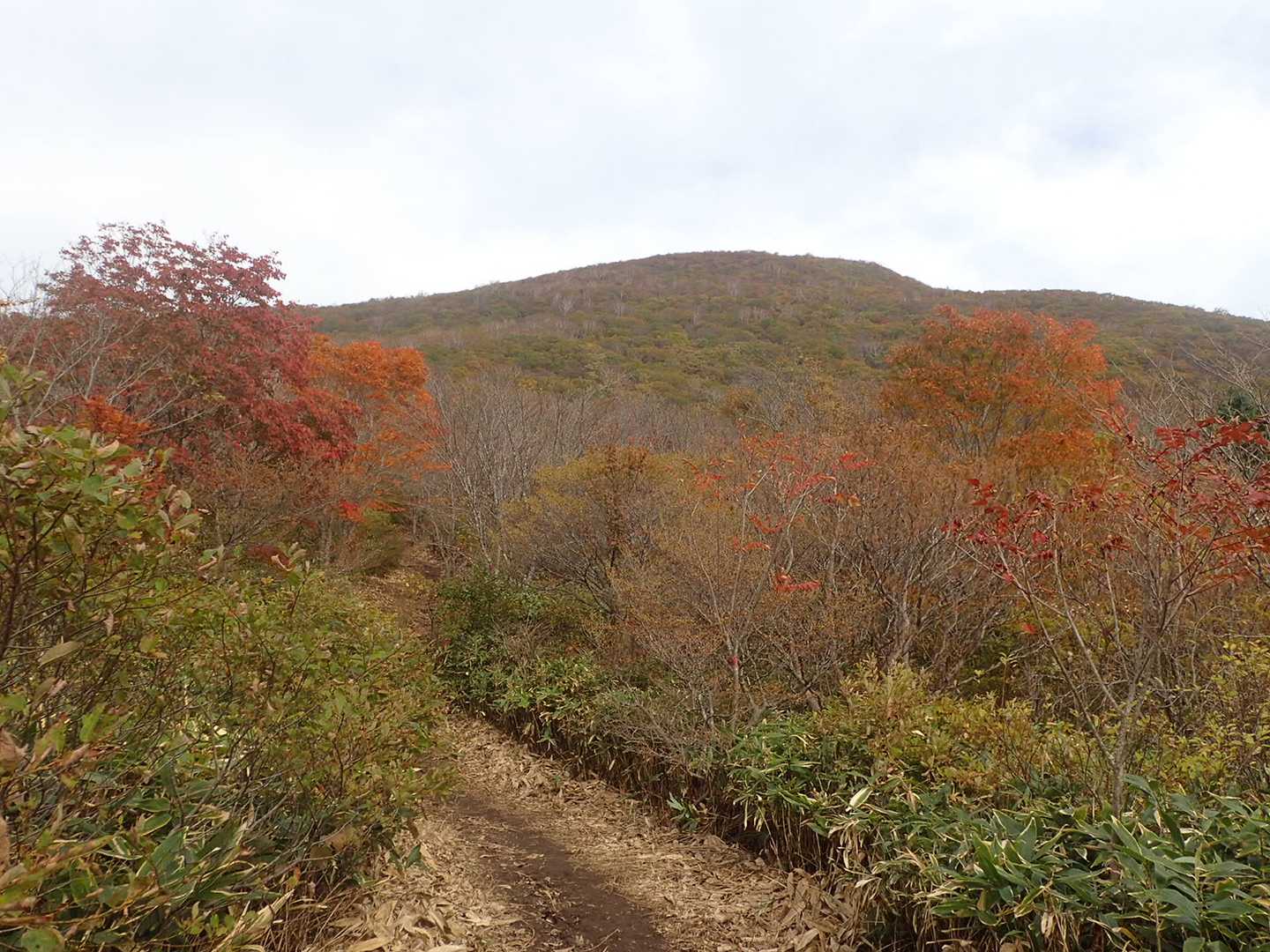 下降コース入口-お分れ峠-泉ヶ岳 往復コースの写真