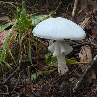 毒鶴茸、ドクツルタケ。惚れぼれする造形美。