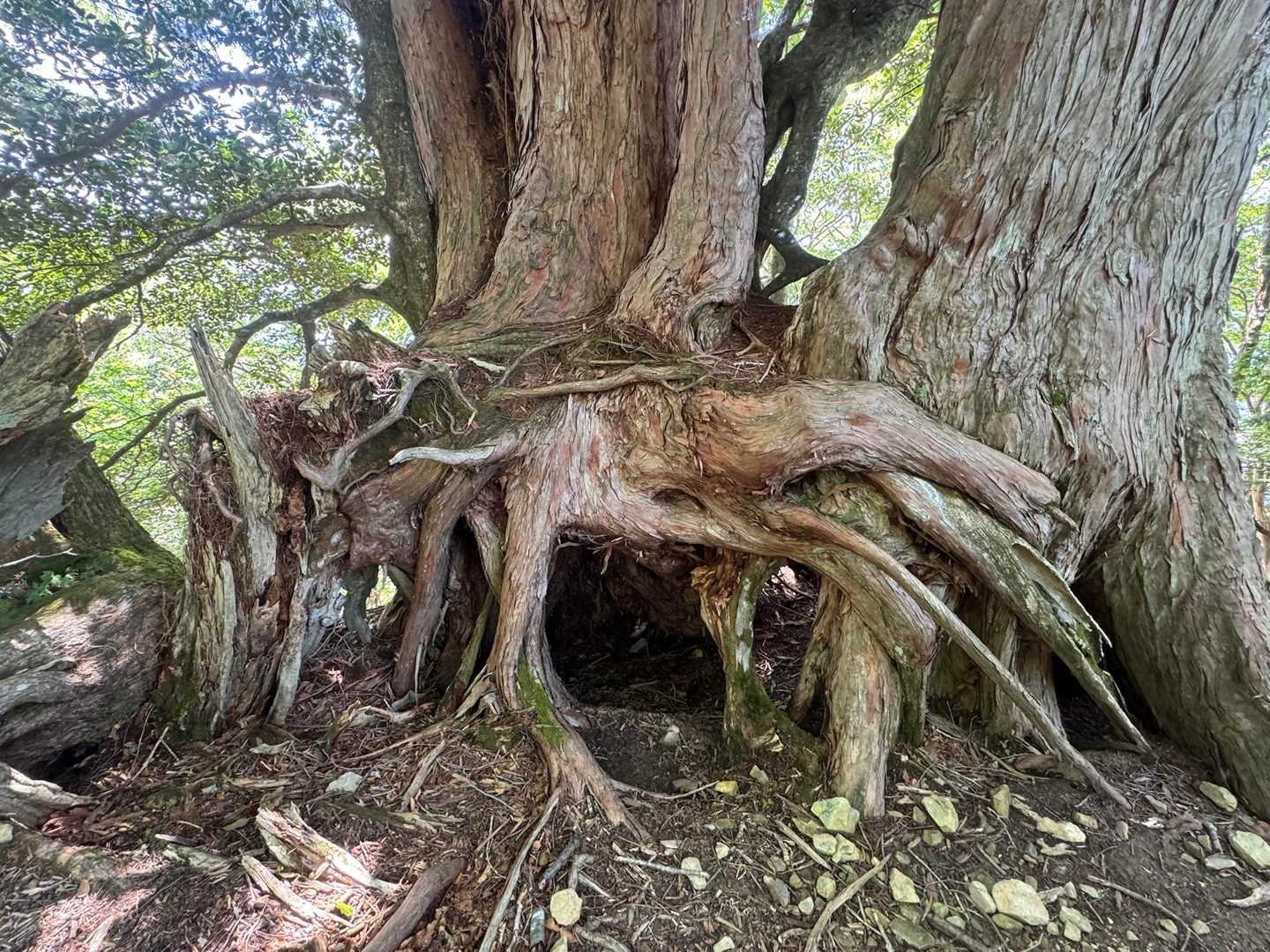 行者還岳 往復コースの写真