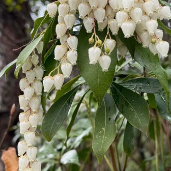 馬酔木（アセビ）ピアスにしたい❣️