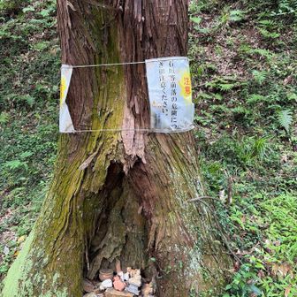 木の根元には…