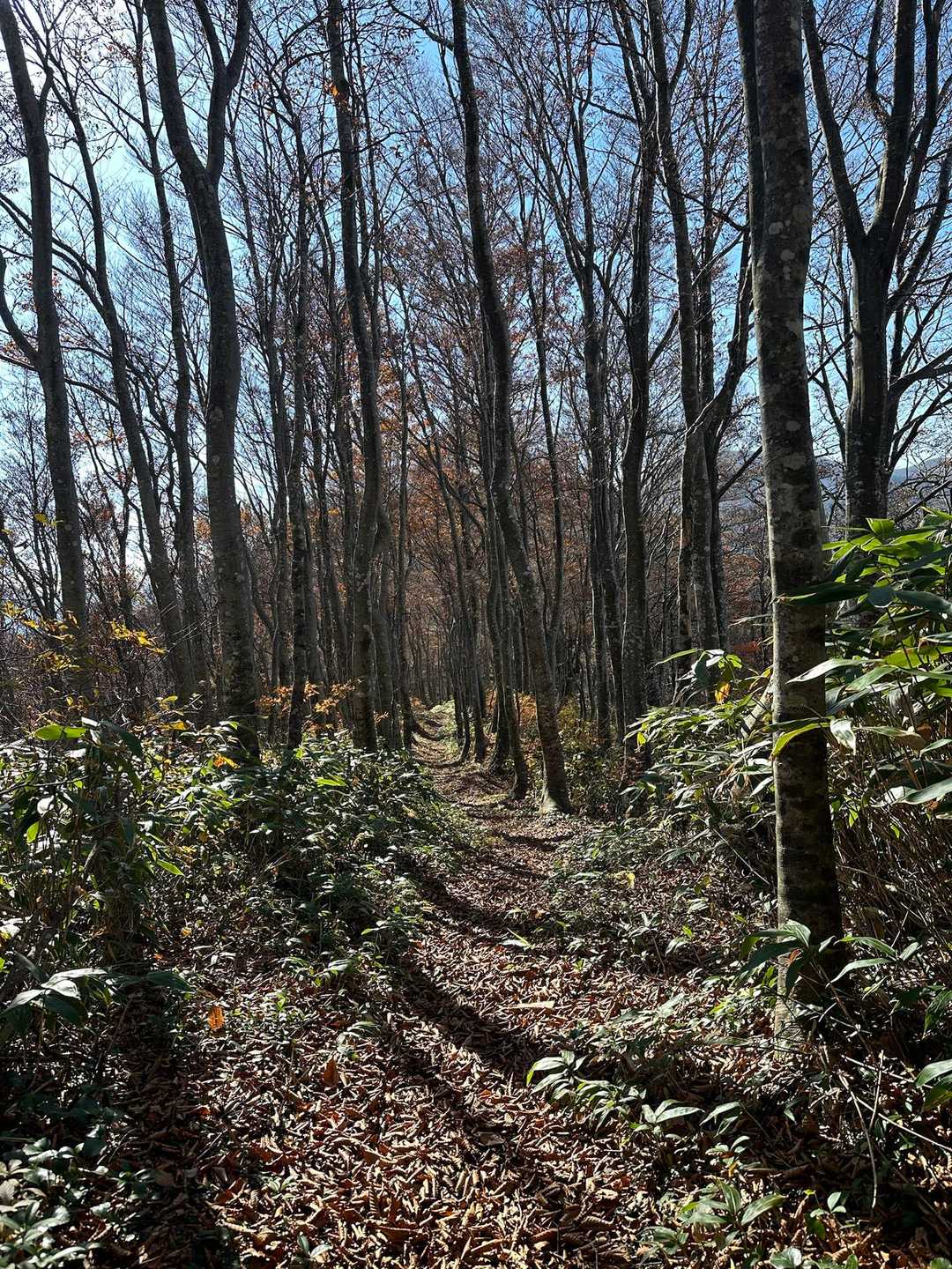 鈴ヶ岳登山口-鈴ヶ岳 往復コースの写真