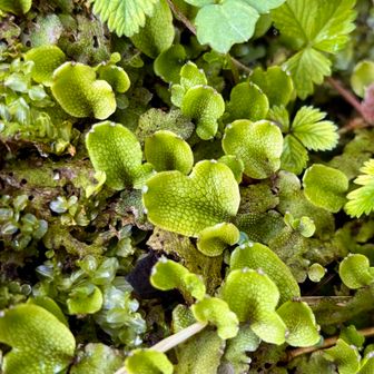 【ジャゴケ】
ハート💚みずみずしさに癒されます🤤