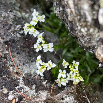 この花も独特だけど名前がわからない