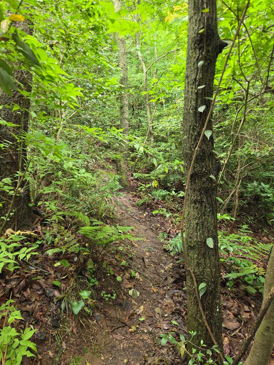 登山道が狭く、蜘蛛の巣もあります😅
最初は急峻で滑りやすい😅