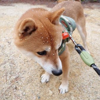 龍神山へ向かいます。少し吹雪てます。犬🦮に雪が・・