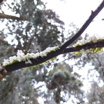 金剛山・二上山・大和葛城山 苔にも雪が(*´艸`)