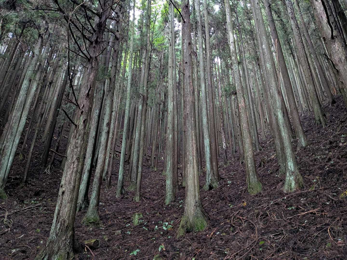 林立⋯！