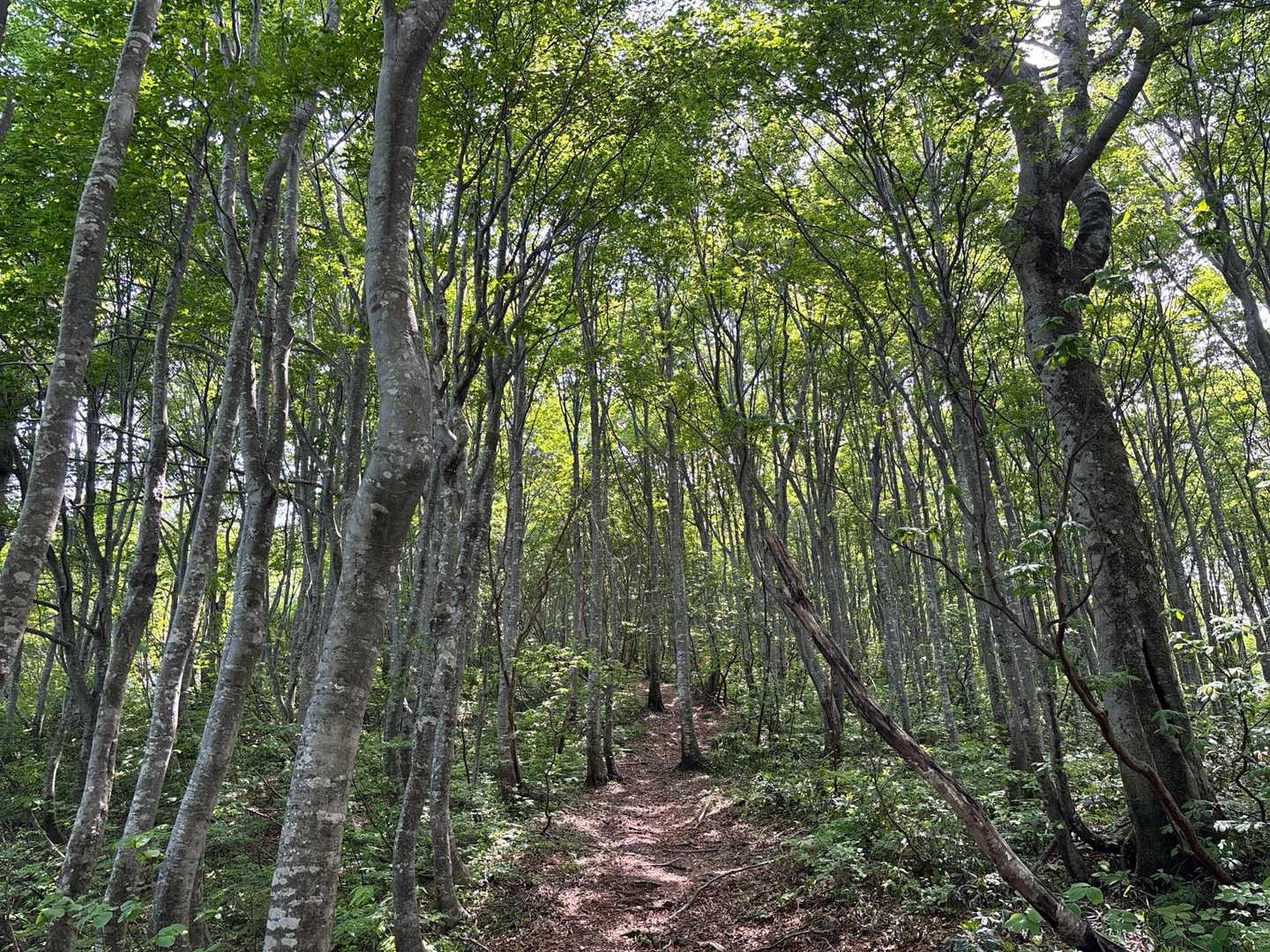 めっちゃ良い🌳