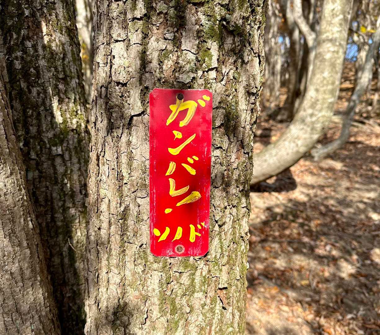 登りのとき見逃した看板。ガンバって来ましたよ藪歩いたり藪歩いたり…😂