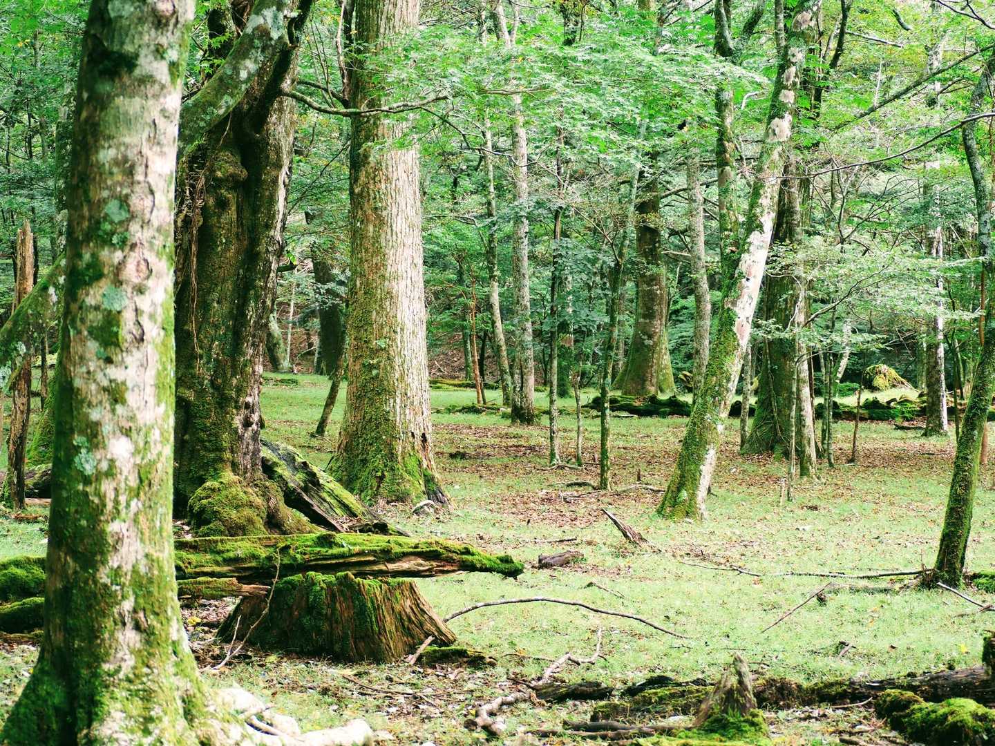 鹿納山登山口-鹿納谷登山口-鹿納山 往復コースの写真