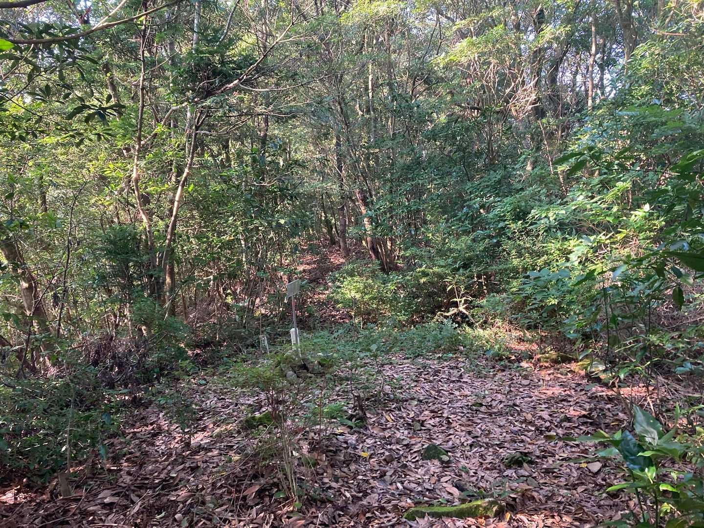 山頂着いた❓
登山道の途中にある感じね