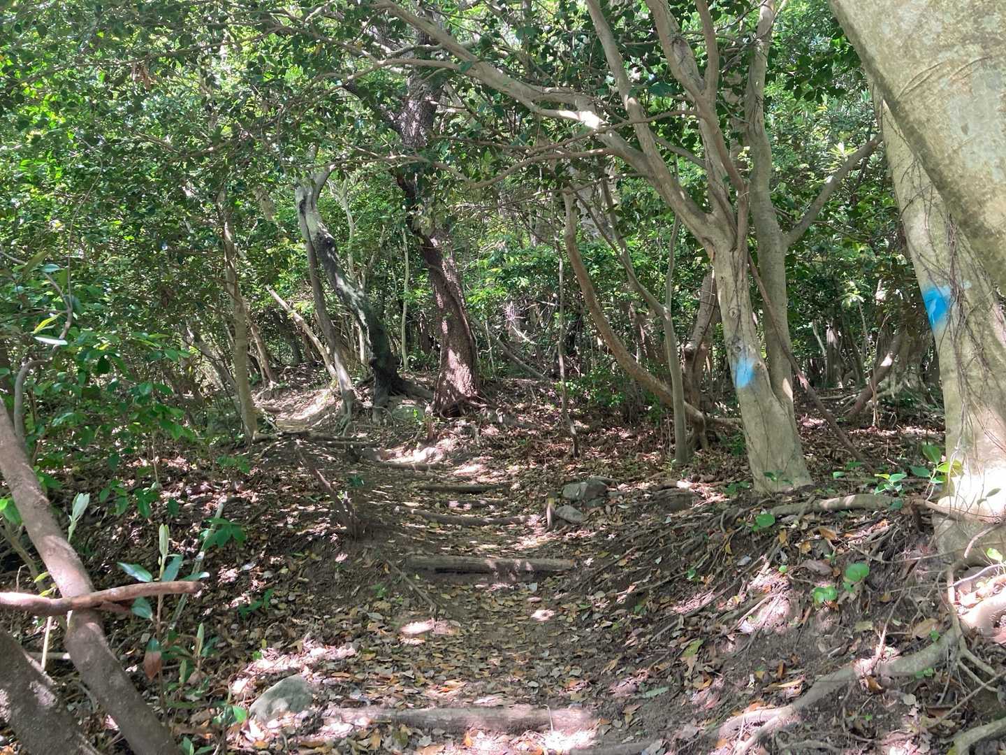 立石山 往復コースの写真