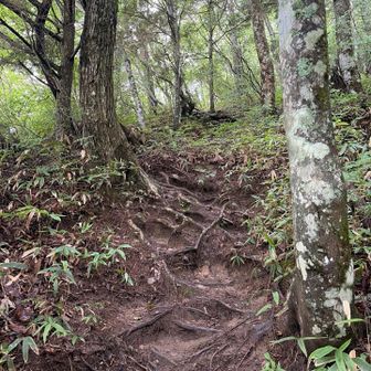 林道が終わって樹林帯という感じ。