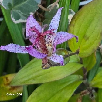 ニ宮駅に近づいた道端にホトトギス
