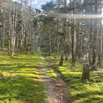 笹が無い。。見た目は綺麗なんだけど、鹿の食害で林床は苔のみ。各地の山で抱えている大きな問題ですね。。