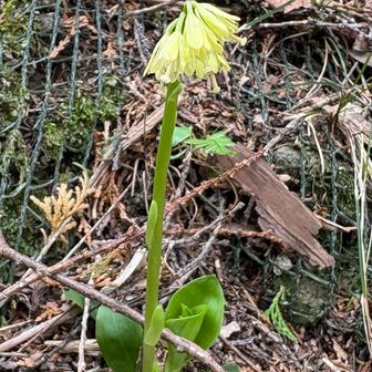 こっちのショウジョウバカマは元気