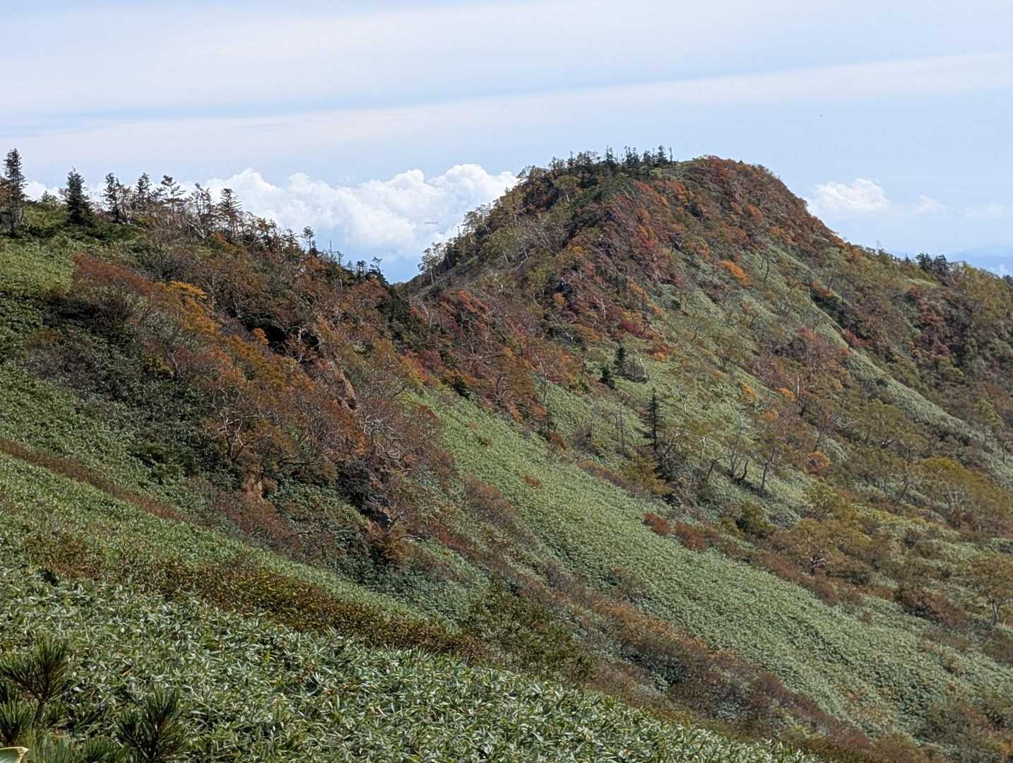 曇ってて綺麗に撮れなかったけどクマザサと紅葉のコントラストが美しい
