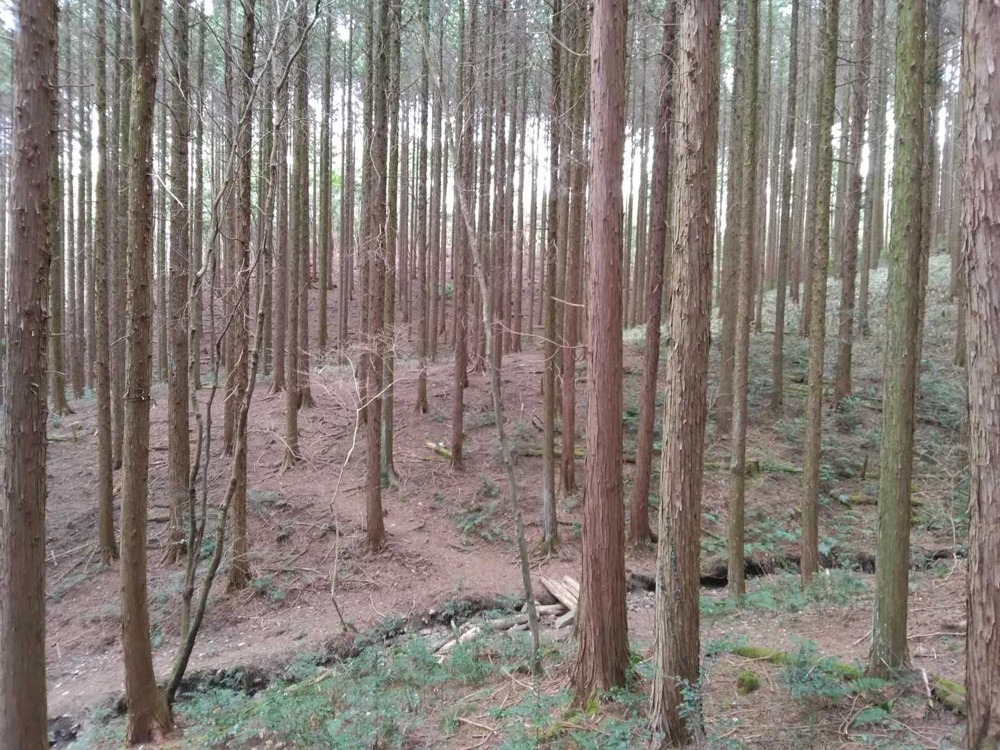 綺麗に間伐されています