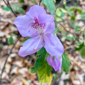 おや⁉️

咲く時期が違うんじゃないの❓