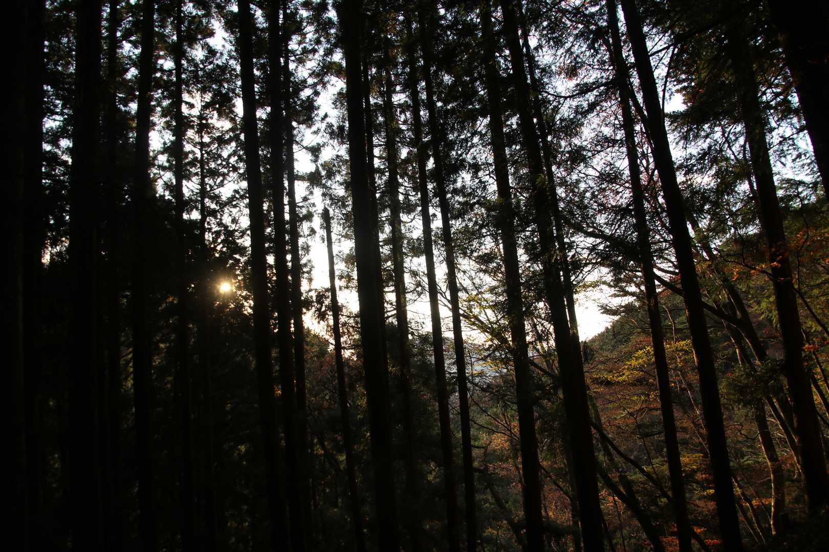 お日様でてきました～
そして、、そこそこ急な坂に。