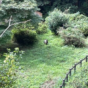 固まった様に動かないカモシカ