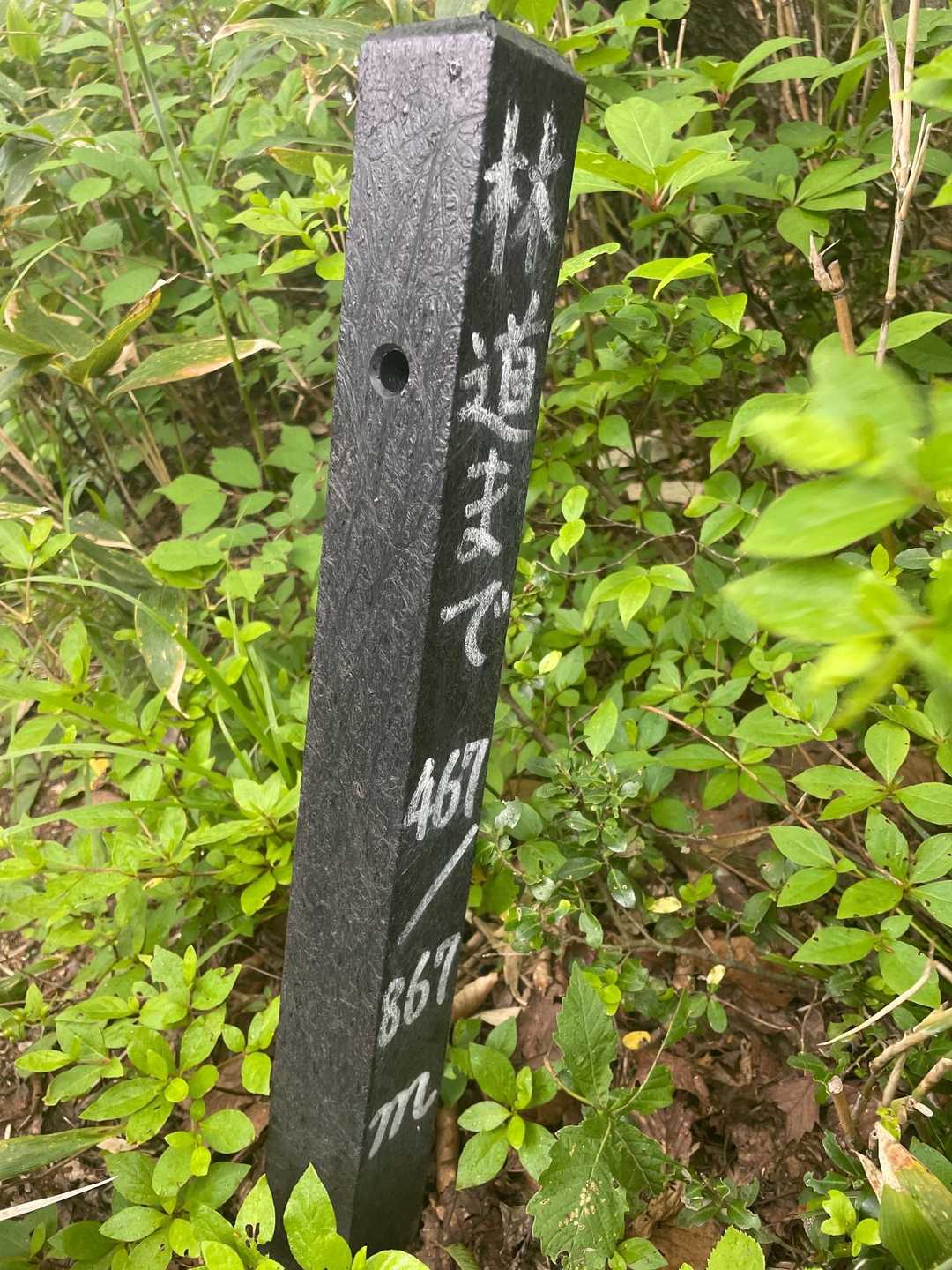 雨がポツポツと降ってます☂️