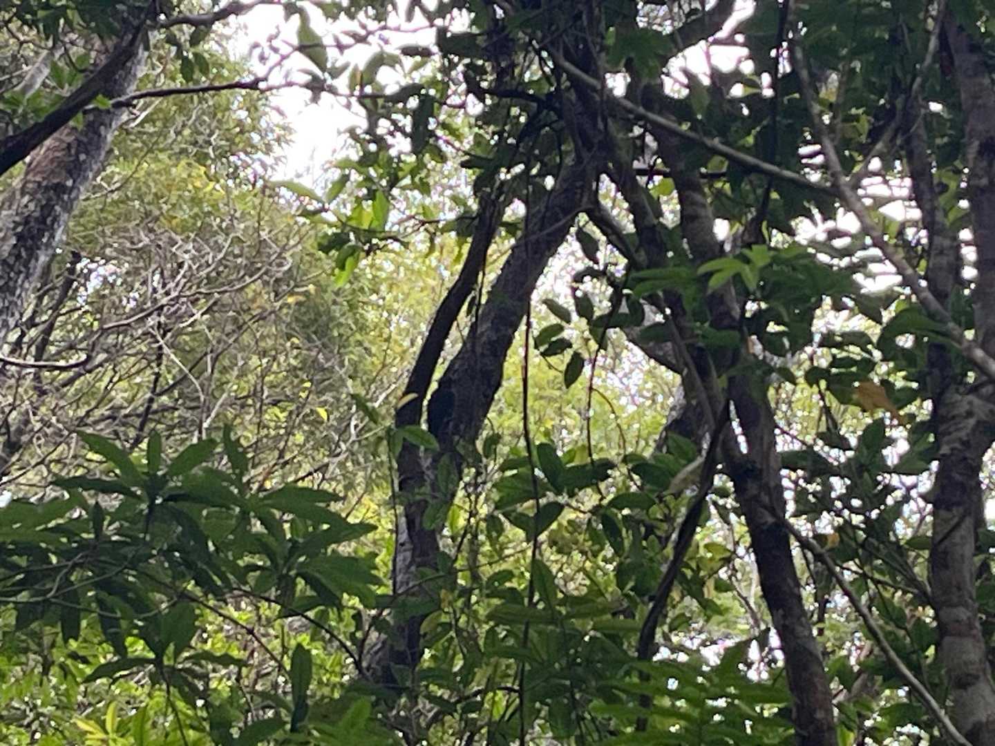 中央の木にノグチゲラと思われる鳥がツンツンしてました🌲