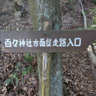 八幡山に戻って、わかりにくいけど、この縦走路を歩きます。