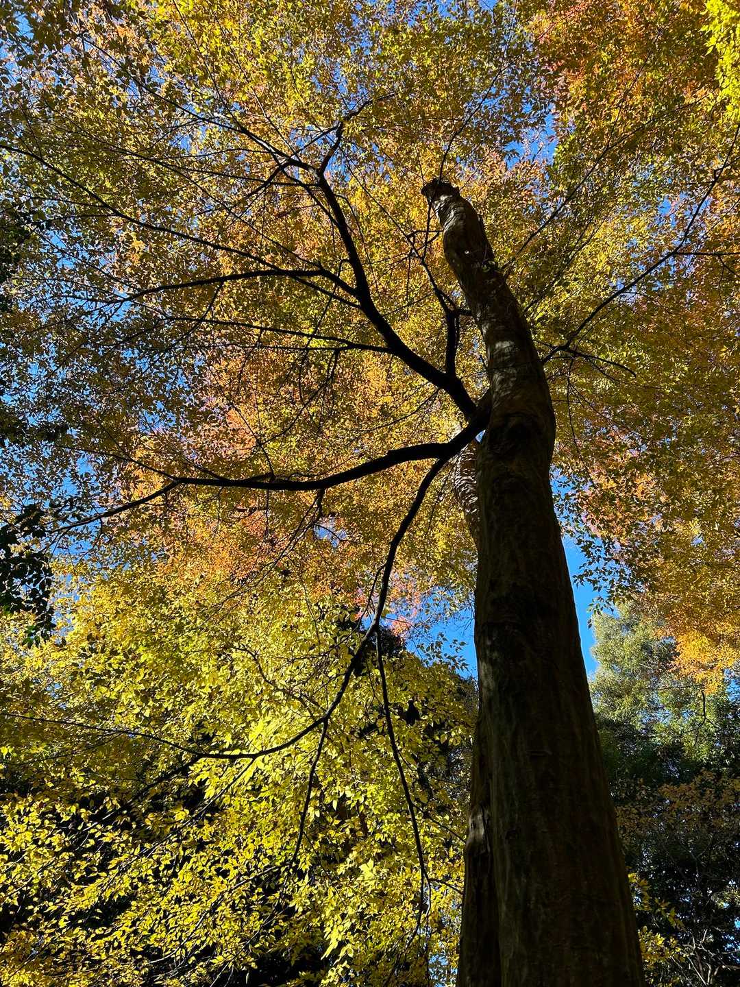八神社登山口 往復コースの写真
