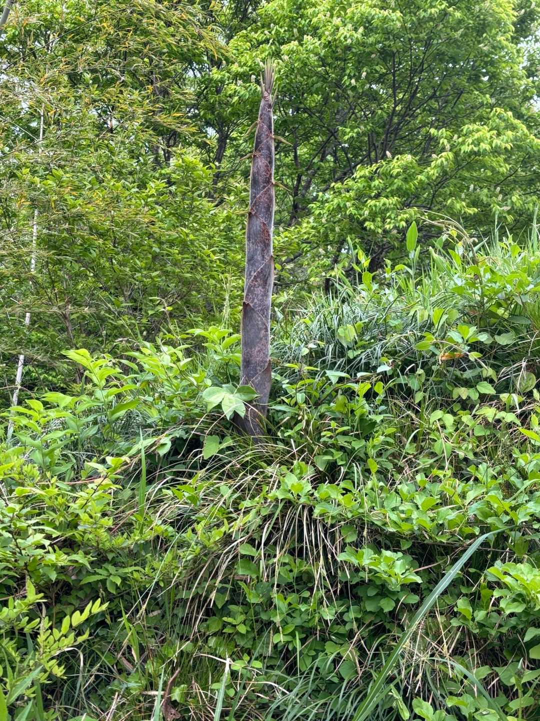 こないだ二上で、見つけたより、もっとデカい😅
