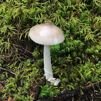 ゴロゴロゴロウ