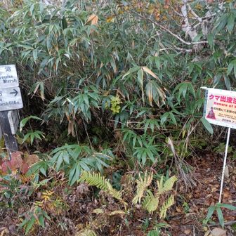 長沼分岐
クマ出没は7月30日