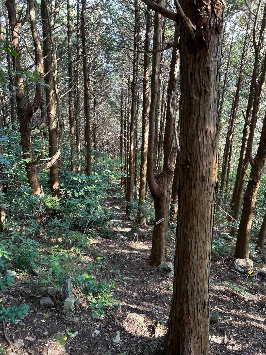 適当に荒れて居たので！