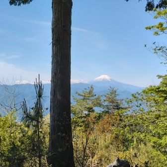 茅丸山頂(1019m)到着。
富士山の眺めが最高。
※多摩百山
※藤野十五名山
