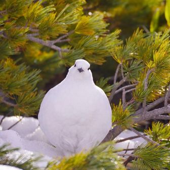 雷鳥もふもふ🐦立山 / まいこの登山データ | YAMAP / ヤマップ