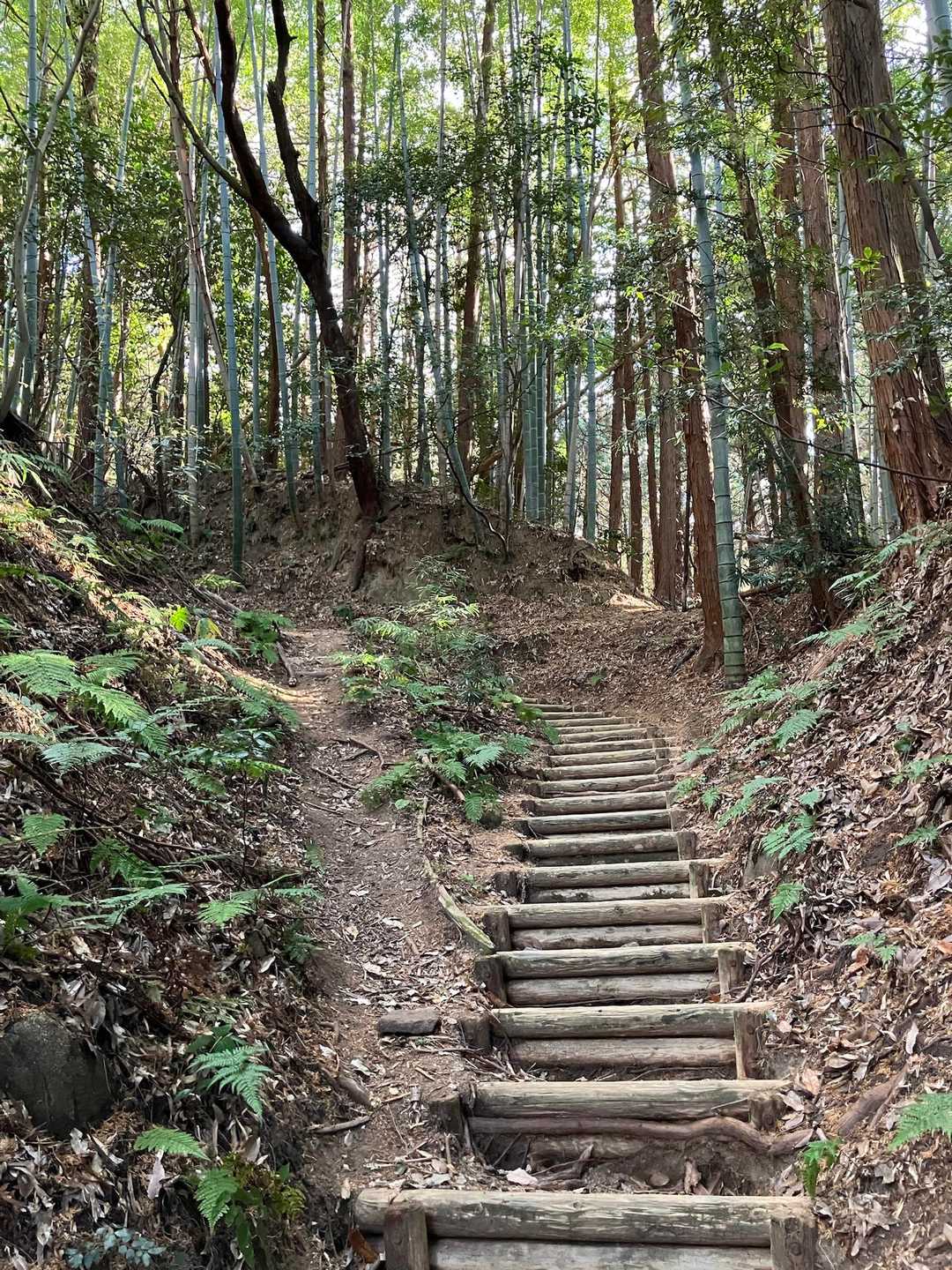 龍王山 往復コースの写真