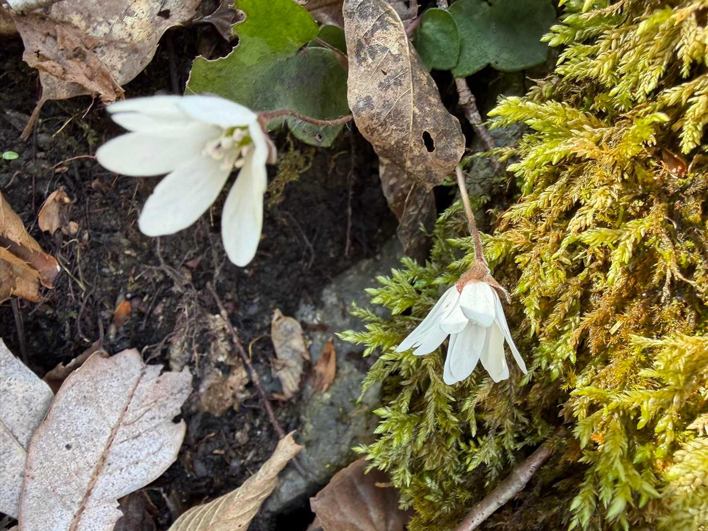 岳の畑-鍋尻山 往復コースの写真