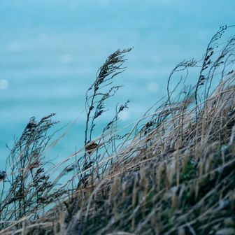 草

背景が海で爽やかだし波に玉ボケがあって嬉しいんだけど、草が風で大きく倒れる瞬間のタイミングが絶妙に合わないので妥協した一枚がこちらです