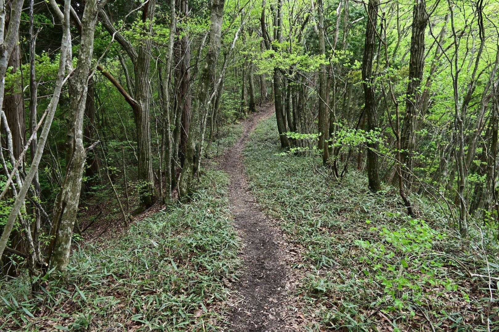 竜王山-竜王山 往復コースの写真