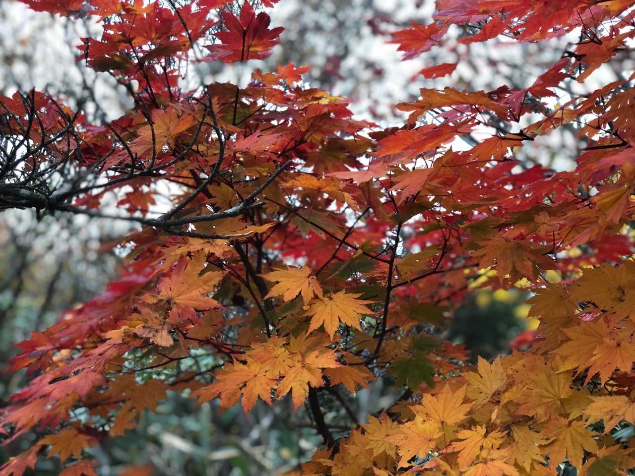 最後はモミジ🍁